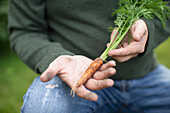 Man holding fresh harvested carrot