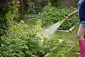 Woman with hose watering vegetable plants in summer garden
