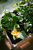 Flowering courgette plant growing in planter made from wooden box on balcony