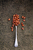 Borlotti beans on spoon