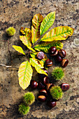 Chestnuts with spiked shells and leaves