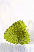 A leaf of lemon balm