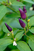 Violette Chilischoten an der Pflanze