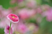 Blüte von pinken Tausendschön