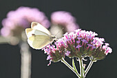 Cabbage white butterfly on flower from Patagonian verbena