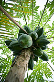 Papayas on the papaya tree