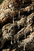 Mastix-Harz als weißliche Tropfen am Baum, Insel Chios, Griechenland