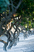 Mastix-Bäume (berkannt für Harzgewinnung), Insel Chios, Griechenland