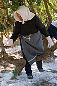 Gewinnung von Mastix-Harz: Baumstamm mit scharfem Werkzeug Einschneiden, Insel Chios, Griechenland