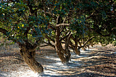 Mastix-Bäume (bekannt für Harzgewinnung), Insel Chios, Griechenland