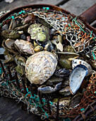 Frisch gefangene Austern und Muscheln im Netz