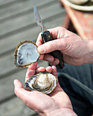 Opening an oyster