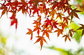 Herbstliche, japanische Rotahornblätter