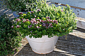 Blossoming oregano 'Compactum' and lemon thyme as a scent combination