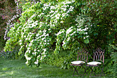 Blumenhartriegel 'Weiße Fontaine'