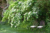 Dogwood 'White Fontaine'