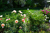 Early summer bed with blooming peonies