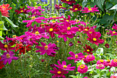 Summer flower bed with decorative baskets and zinnias