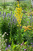 Insect-friendly perennial bed: Anise hyssop, Olympic Mullein, yarrow, Patagonian verbena, and White gaura