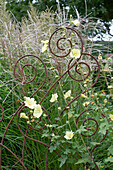 Perennial climbing structure in the flower bed with yellow hollyhock and Chinese Silver Grass