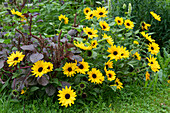 Sunflower Sunbelievable 'Golden Girl' and amaranth in the flower bed