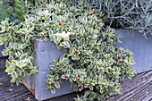 Whitened iceplant 'Variegata' in a box