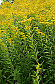 Blooming goldenrod in late summer