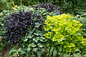 Bed with sweet potatoes 'Midnight Lace', Sweet Heart 'Light Green' and 'Beauregard'