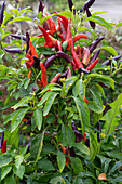 Chili 'Masquerade' catches the eye with its changing color