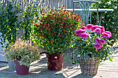 Spätsommer-Terrasse mit Sonnenbraut 'Rubinzwerg', Dahlie, Duftnessel und Abelie 'Confetti'