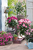 Terrace with dahlias Dahlias 'Bluesette' 'Gallery Bellini' and 'Mystic Dreamer', Petunia Vista 'Pure Raspberry' and echverias