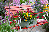 Tin tub with cock's comb and ornamental pepper 'Salsa' on red bench