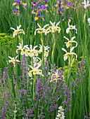 Beet mit Steppen-Iris 'Frigia' weiß und 'Eleanor' gelb-violett