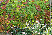 Rankgitter als Sichtschutz bewachsen mit wildem Wein und Klettergurke, Herbstanemone im Beet