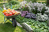 Schubkarre mit geernteten Kürbissen am Beet mit Herbstastern und Frauenmantel, großer Zucchini auf der Rasenkante