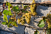 Weintraube 'Druschba' an Granitmauer
