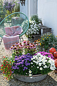 Zinc bowl with aster 'Girasol' 'Azurit' 'Purple Diamond', echinacea Cornetto 'Melon' and chili 'Basket of Fire' on gravel terrace with Acapulco chair