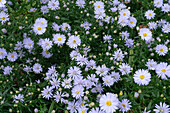 Large-flowered beauty aster 'Madiva