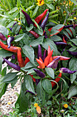 Chili 'Masquerade' mit roten und violetten Früchten