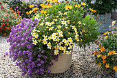 Two-tooth 'Lemon Moon', scented stonewort 'Princess in Purple' and capitula Summersmile 'Orange' in a pot on a gravel terrace
