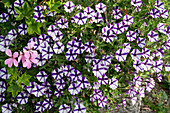 Petunie Mini Vista 'Violet Star' und rosafarbene Blüten von Hängegeranie