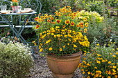 Bidens ferulifolia, tickseed 'UpTick Gold & Bronze' and marigolds flower in a pot on gravel terrace