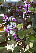 Helmbohne (Lablab purpureus) im Garten