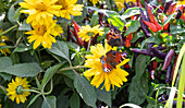 Heliopsis 'Sole Magica' with peacock butterfly next to chilli 'Masquerade'