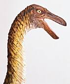 Head of Gallimimus dinosaur model