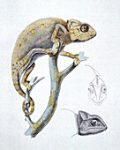 Chameleon on branch, illustration