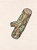 Moss growing on log, illustration