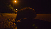 Hedgehog on a road lit by a street lamp, Lille, France