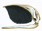 Bowhead whale (Balaena mysticetus) skull