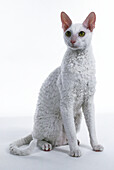 White Cornish Rex cat